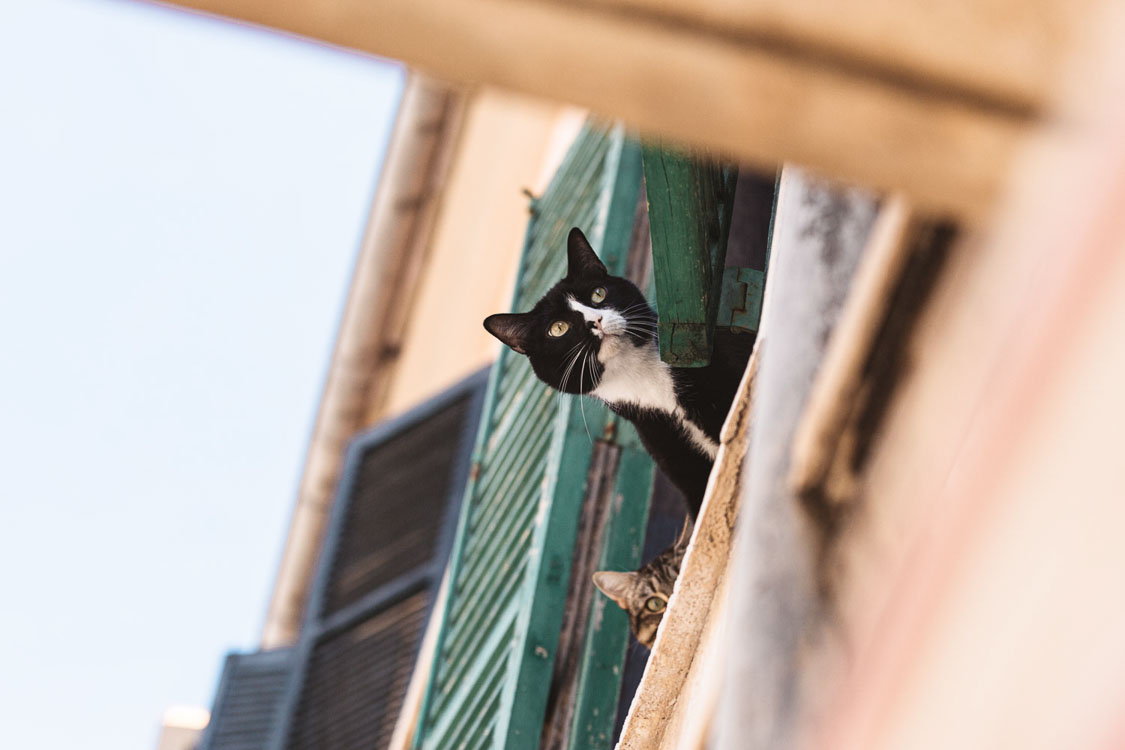 Biel Grimalt - PERSONAL - CONFINADOS